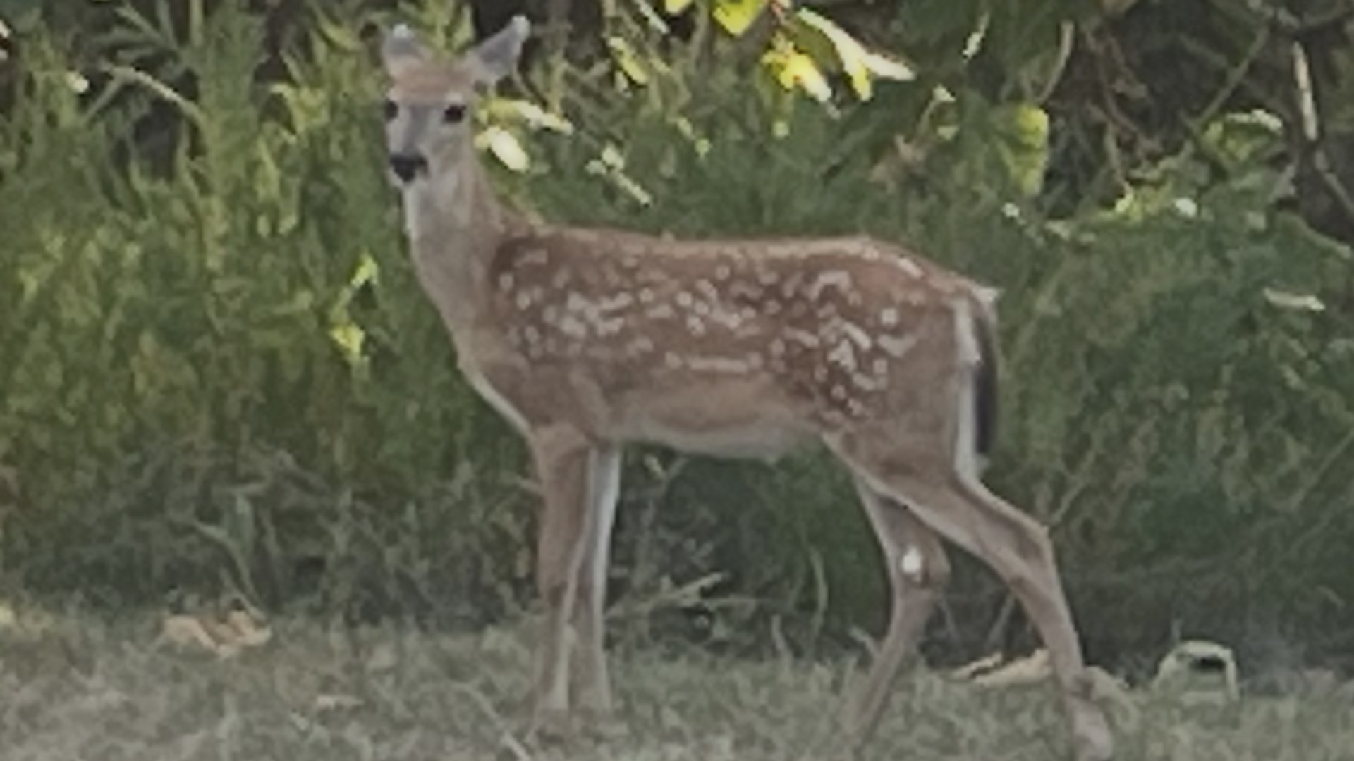 Fawn standing