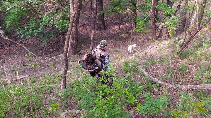 Hunter carrying wild turkey