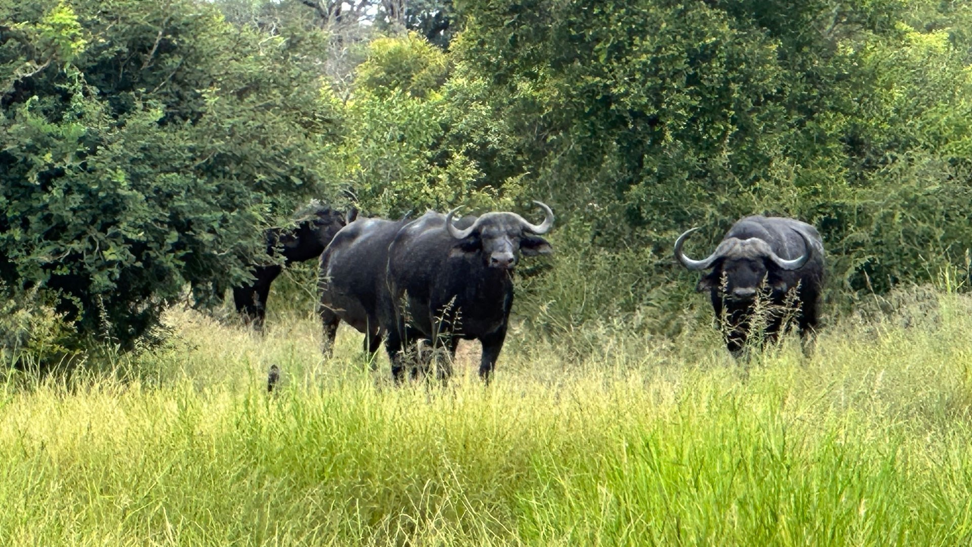 Three cape buffalos