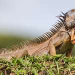 5 Species To Pursue In The Offseason Lead