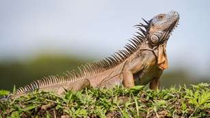 5 Species To Pursue In The Offseason Lead