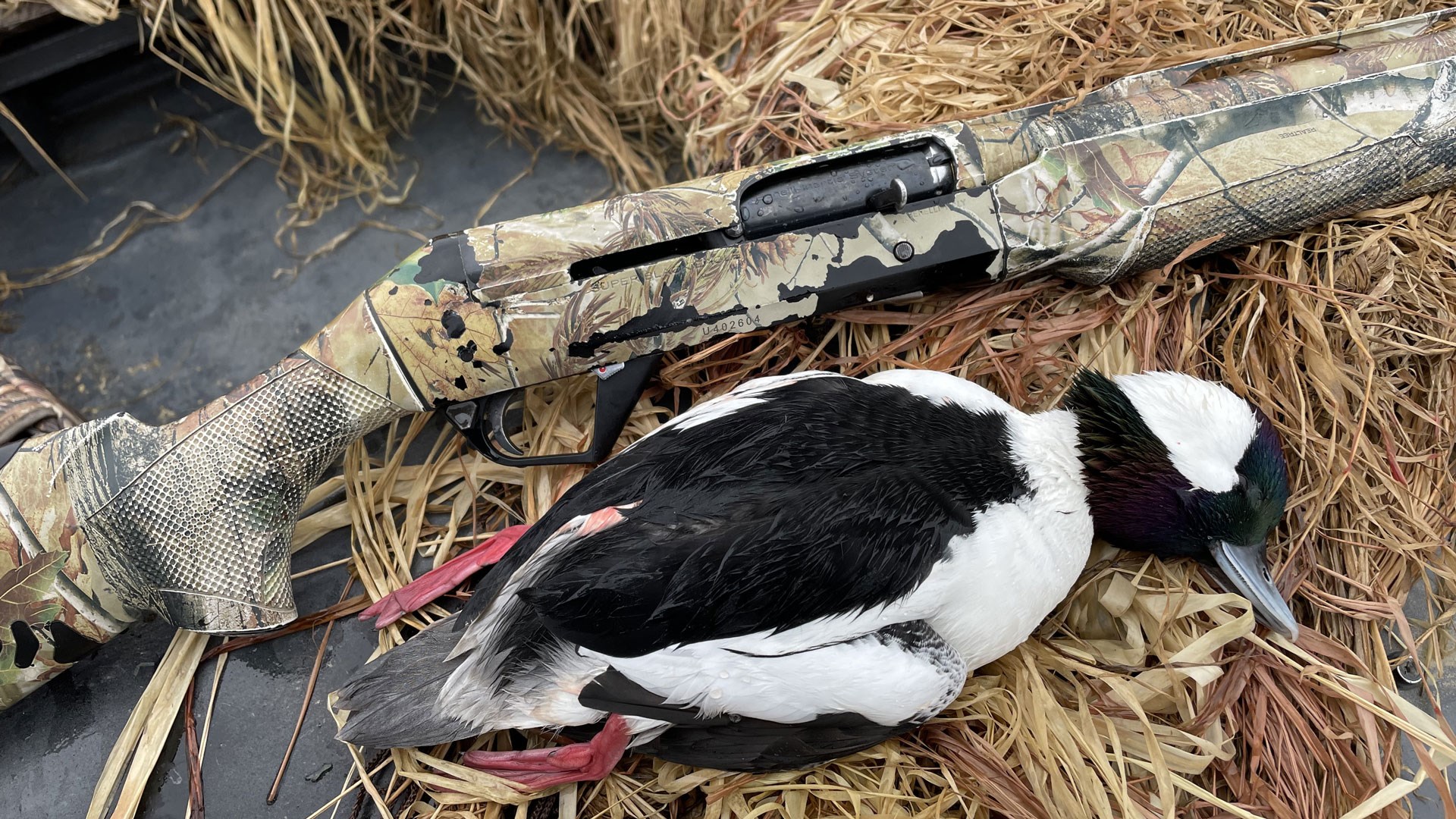Shotgun with duck