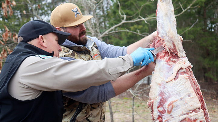 Game Warden Helping Hunter Butcher Wild Hog to Donate