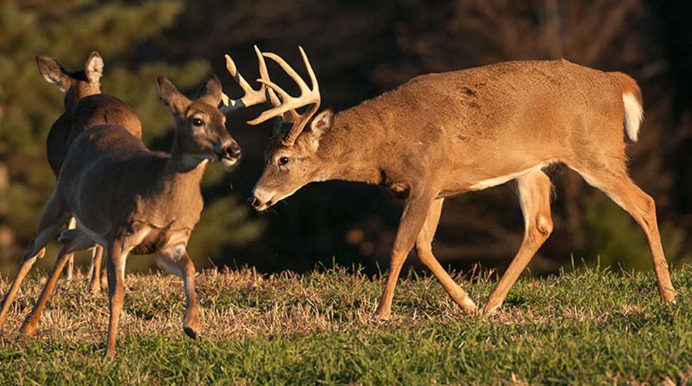 rut_hunters_trifecta_f.jpg