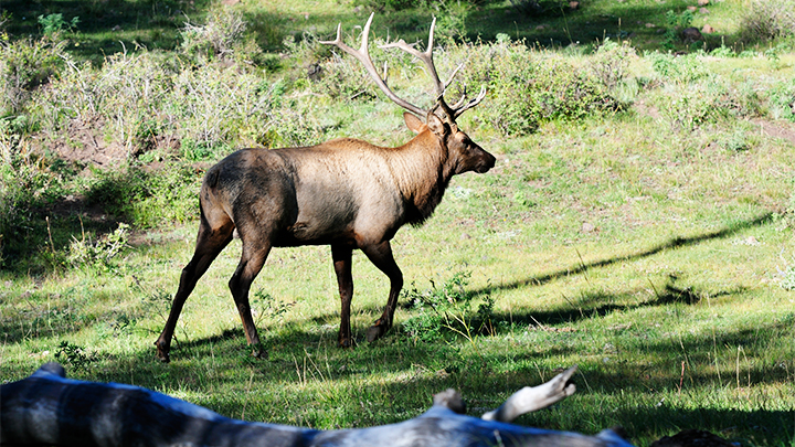 Bull Elk Standing Broadside