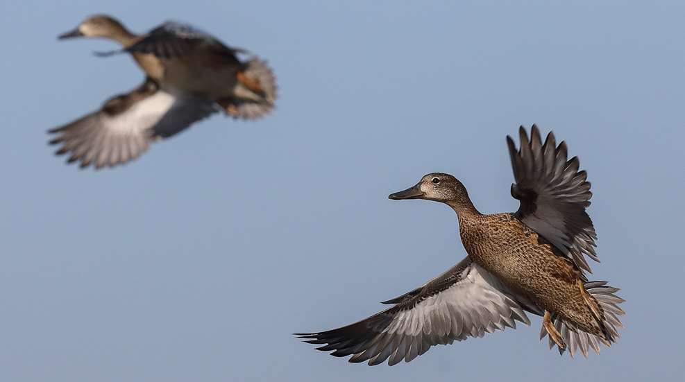 Truth In A Delta Morning Lead