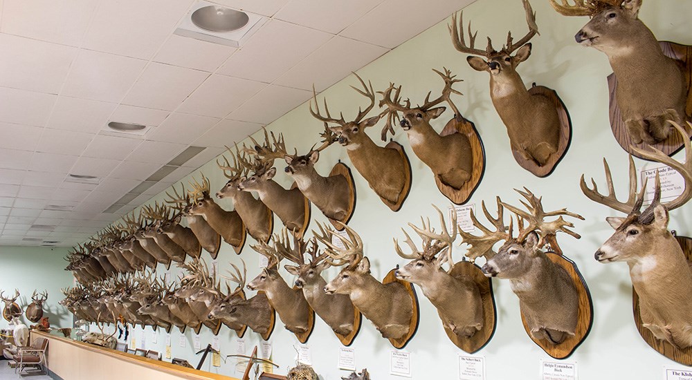 White-tailed deer trophy mounts on wall.