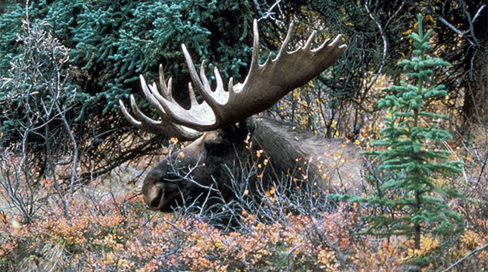 moose_2.jpg