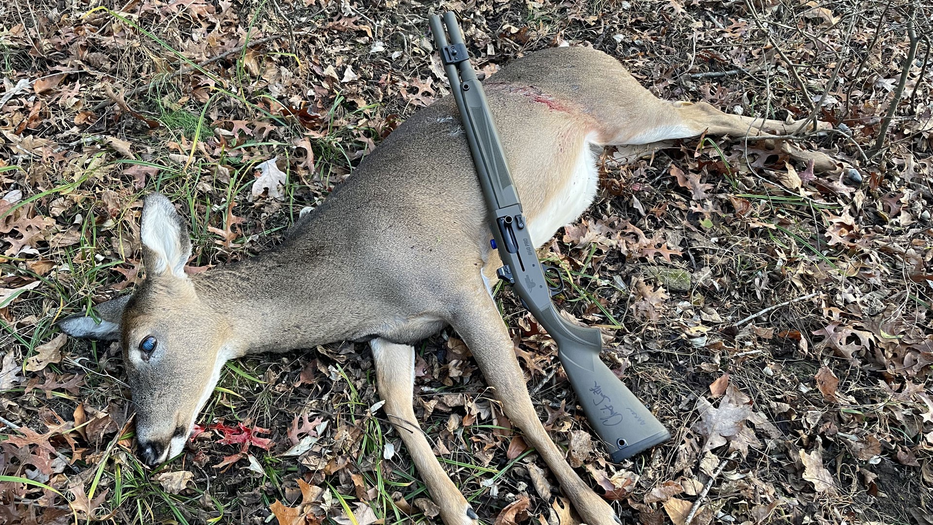 Doe with shotgun