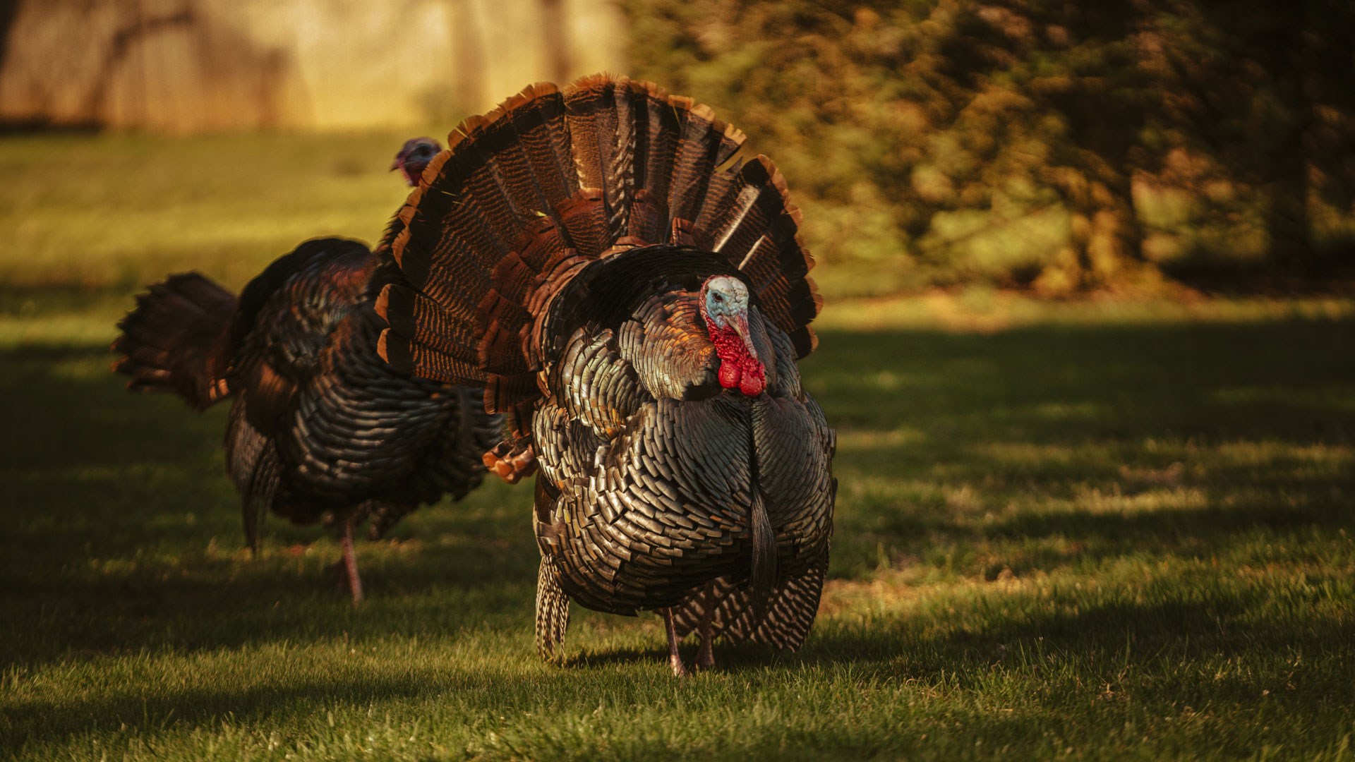 Turkey strutting at golden hour