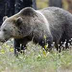 grizzly_bear_2.jpg