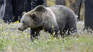 grizzly_bear_2.jpg