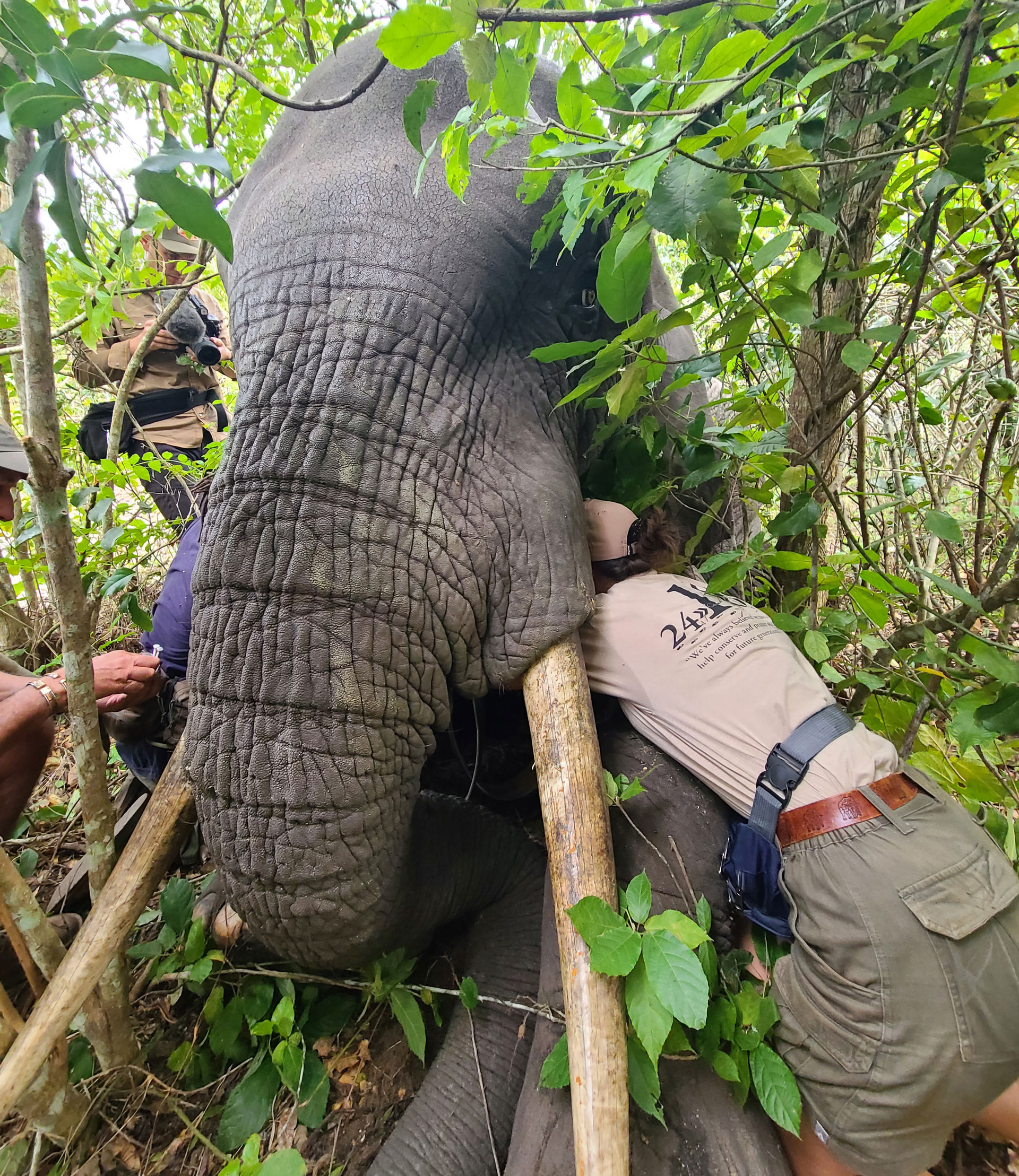 Untwisting an elephant trunk