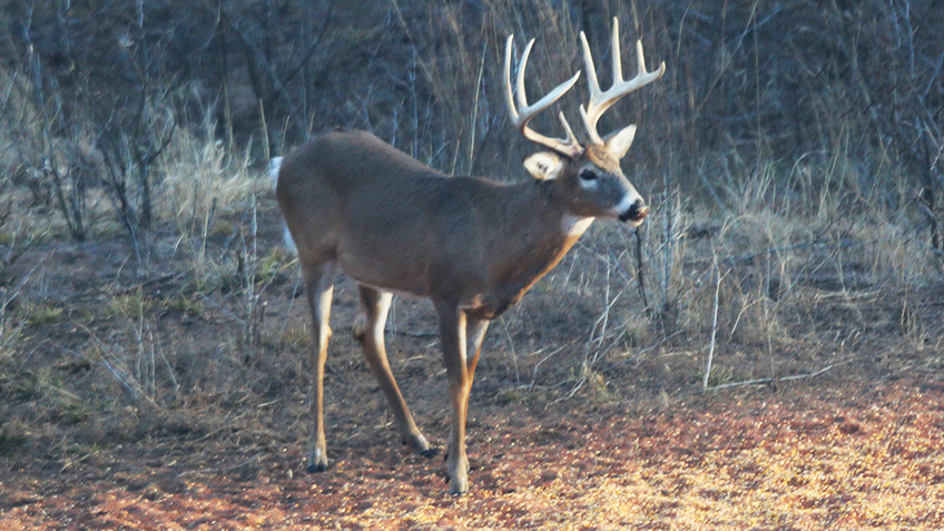 How to Score Your Buck with Trophy Tape - North American Whitetail