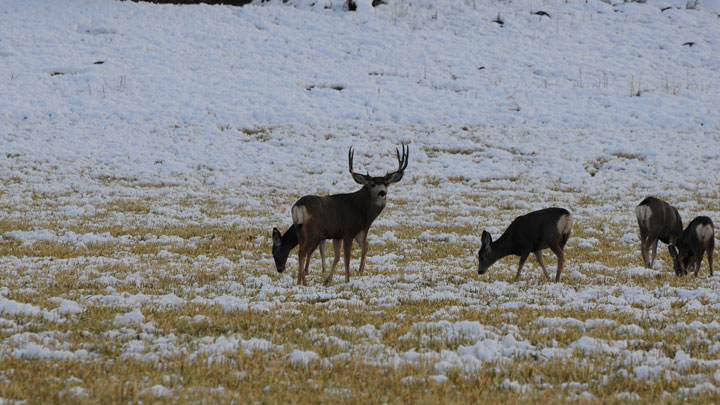 Mule deer buck and does in snowy field