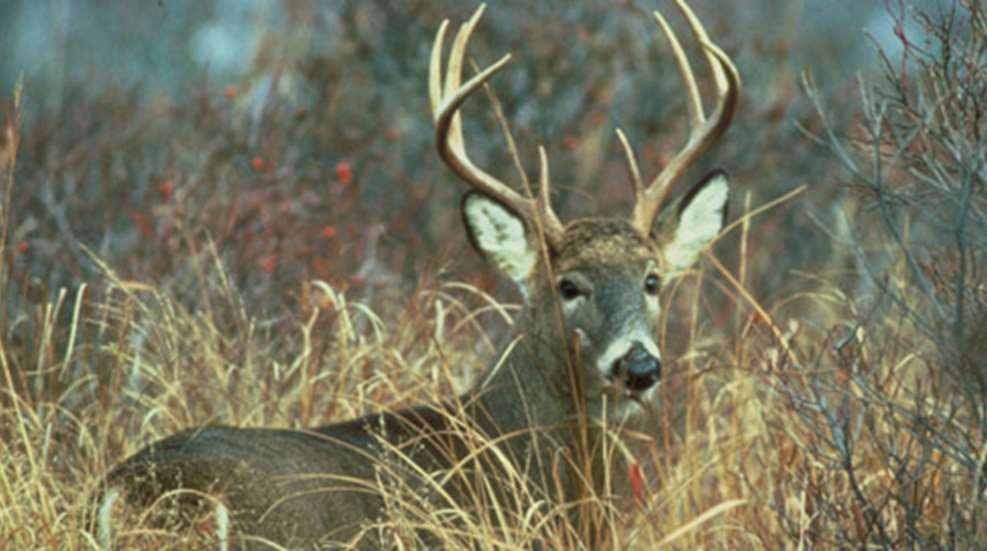 201292812210-bargain_deer_f.jpg