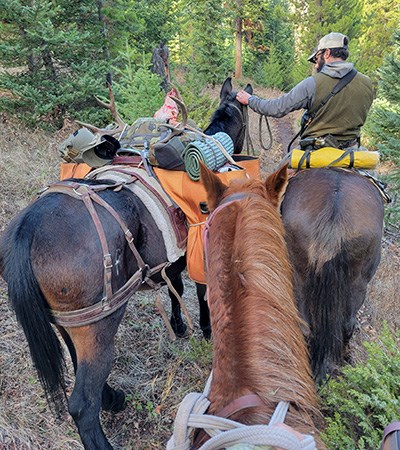 Hunters packing out mule deer on horses.