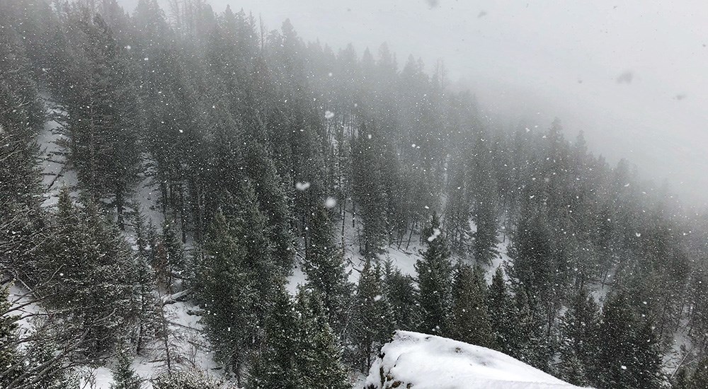 Now covered steep mountain with tall pine timber trees.