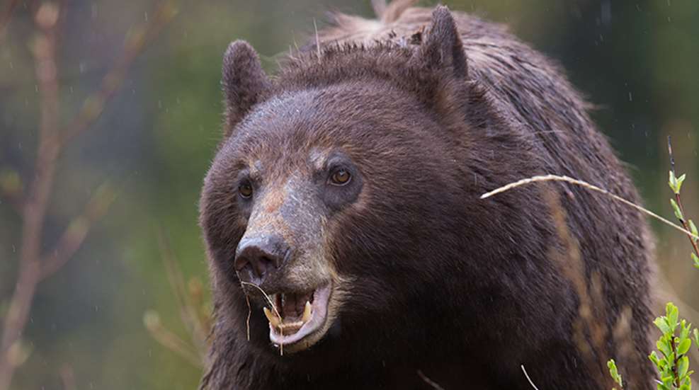 boreal_bruisers_f.jpg