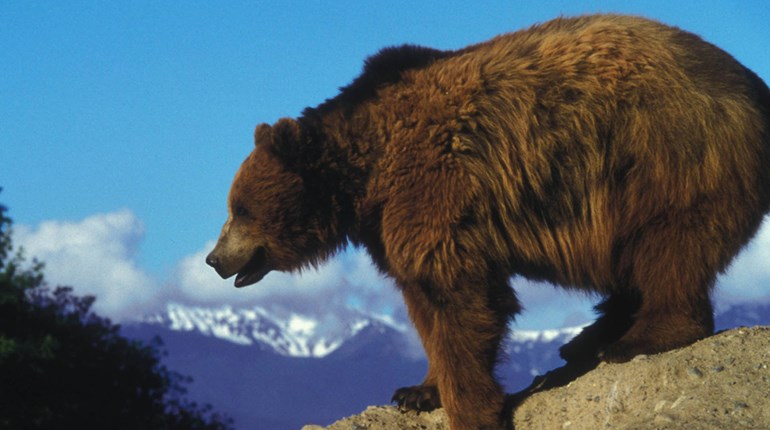 Idaho Bear Hunters Now Required to Pass ID Course | An Official Journal Of The NRA