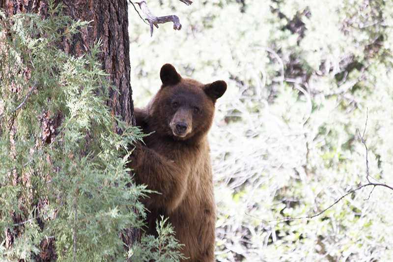 Bear Show