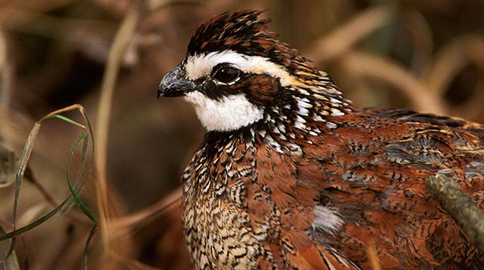 quail_spomer_f.jpg