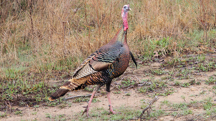 Eastern wild turkey walking