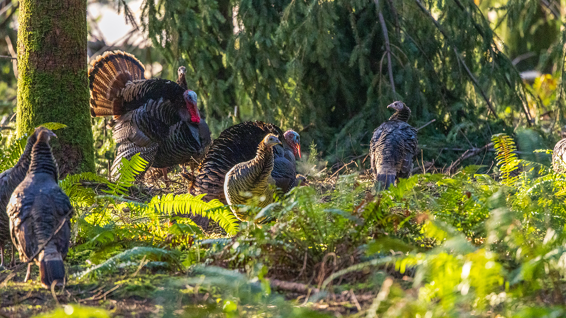 W H2026 02 KNOW HOW Breedtrees3.24.7