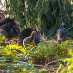 Turkey Tactics: Scout Now for Spring Gobblers | An Official Journal Of The NRA