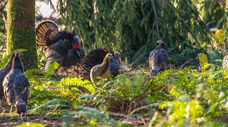 Turkey Tactics: Scout Now for Spring Gobblers | An Official Journal Of The NRA