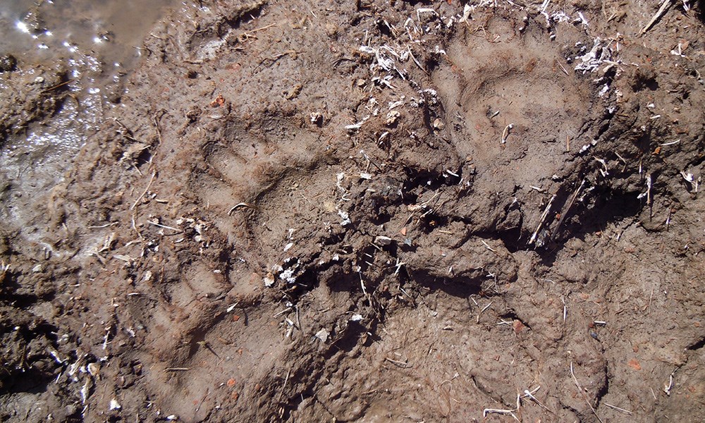 Mountain Lion Tracks in Mud
