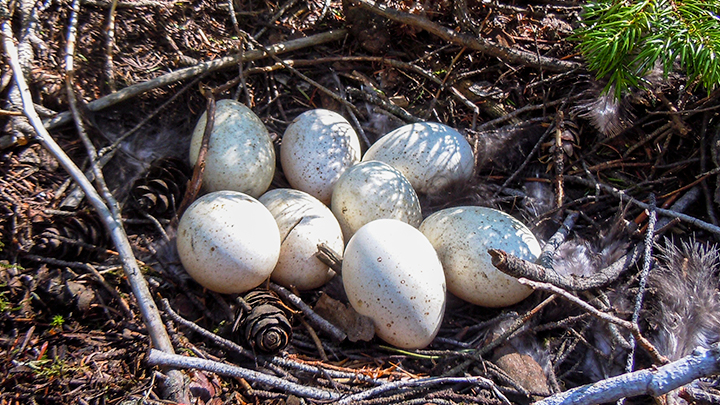 Turkey nest with eggs