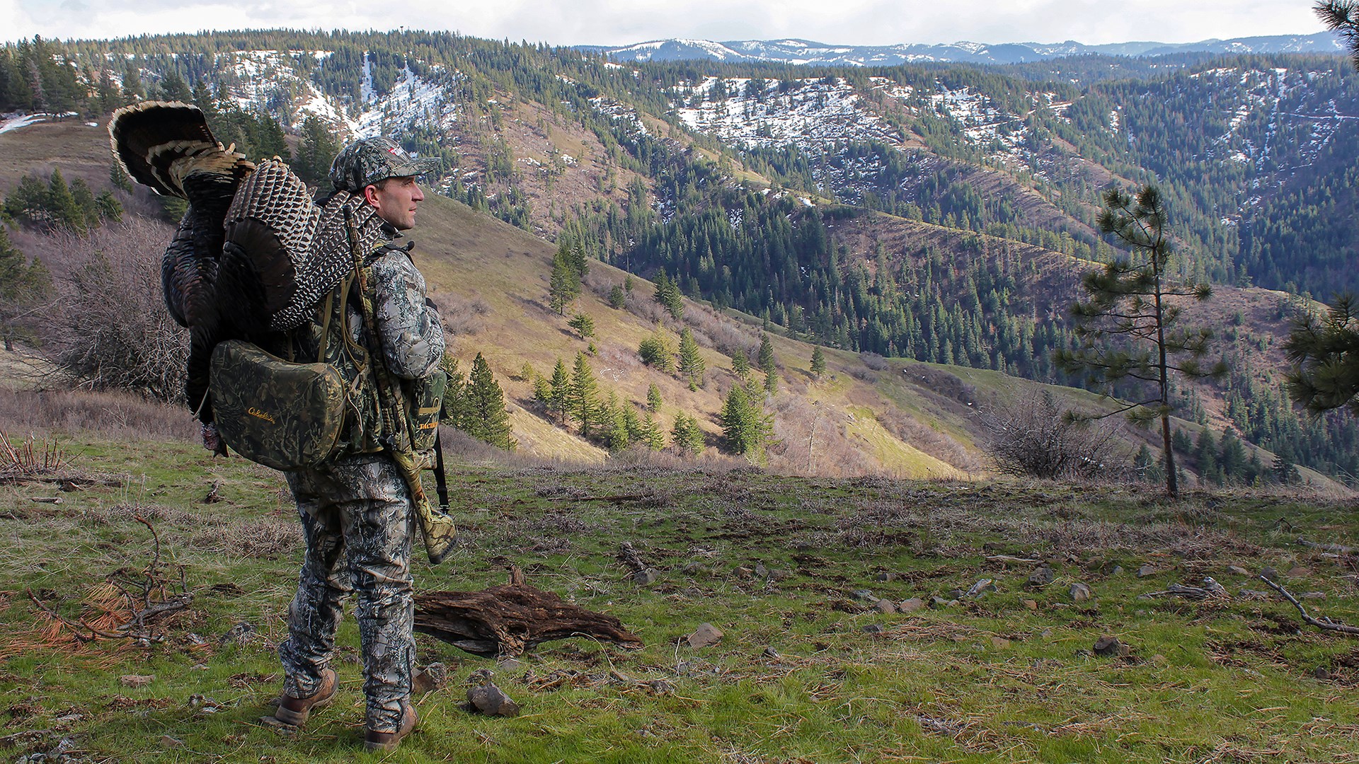 Turkey on a ridgeline