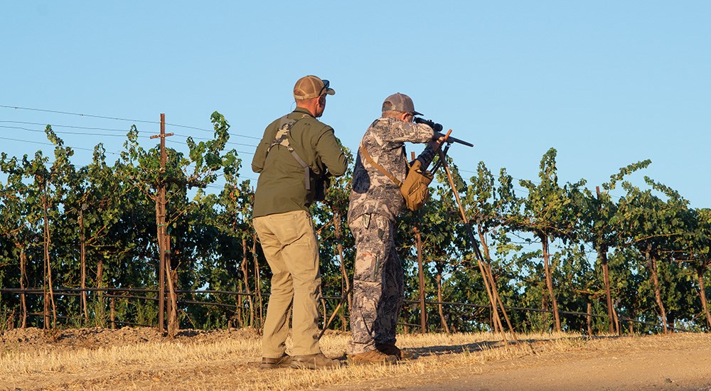 Hunter shooting off shooting sticks in California vineyard.