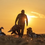 Tips & Tricks for Early Season Canada Geese | An Official Journal Of The NRA