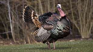 No Turkey Like An Eastern Lead