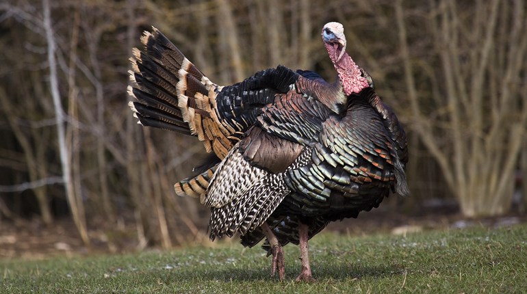 Why There’s No Turkey Like the Eastern | An Official Journal Of The NRA