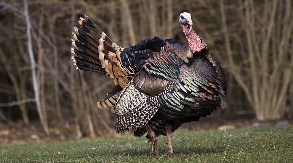 No Turkey Like An Eastern Lead