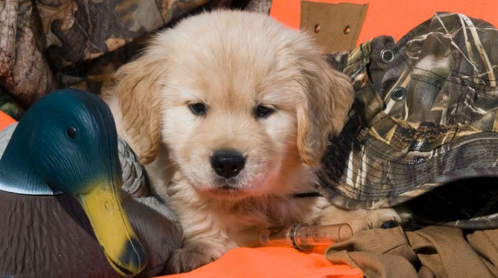 right_gundog_breeder_f.jpg