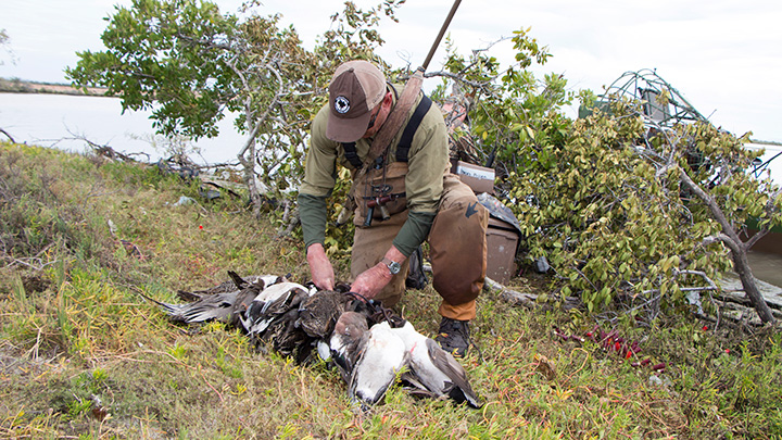 Hunter gathering ducks