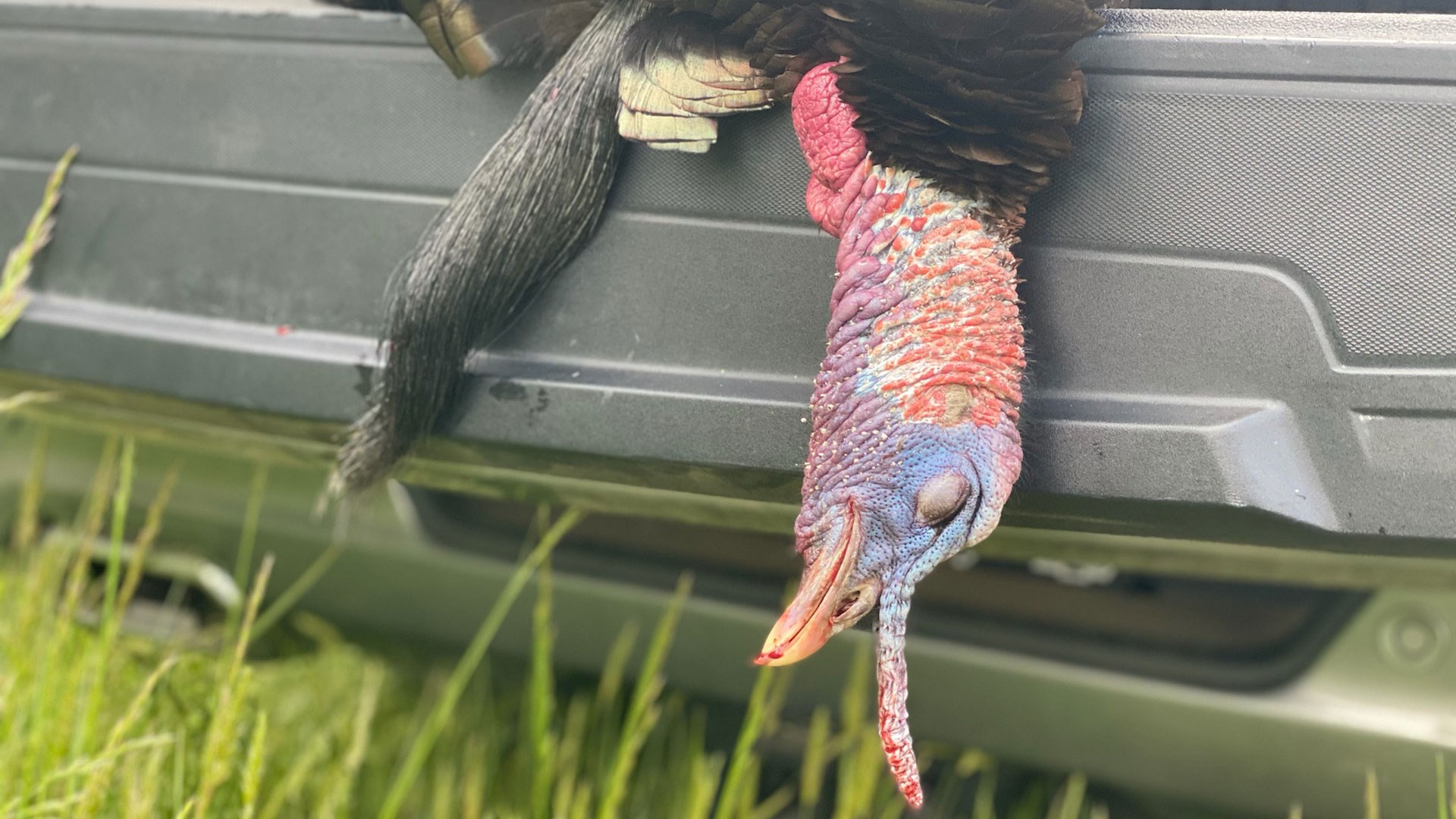 Bird hanging over tailgate