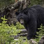 mainblack-bear-1170229_1920.jpg
