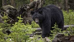 mainblack-bear-1170229_1920.jpg