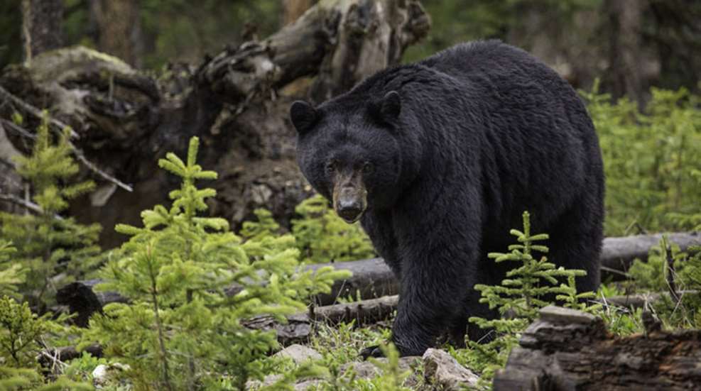 mainblack-bear-1170229_1920.jpg