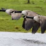 Canadian Gooses