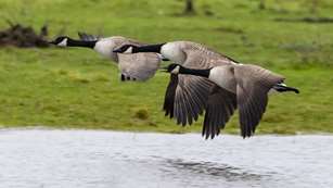 Canadian Gooses
