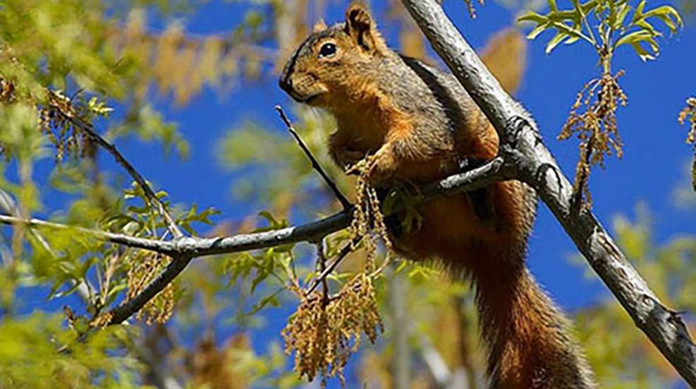 springsquirrels_lead.jpg