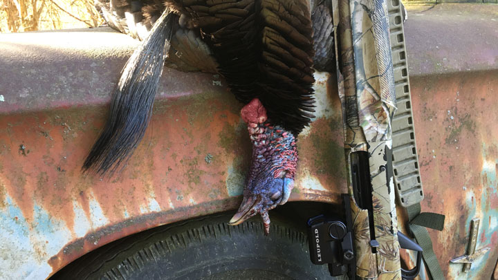 Turkey hanging over a truck