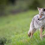 Coyote In Prairie