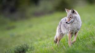Coyote In Prairie